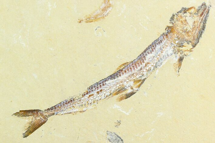 Detailed, Cretaceous Fossil Fish (Prionolepis) - Lebanon #124013